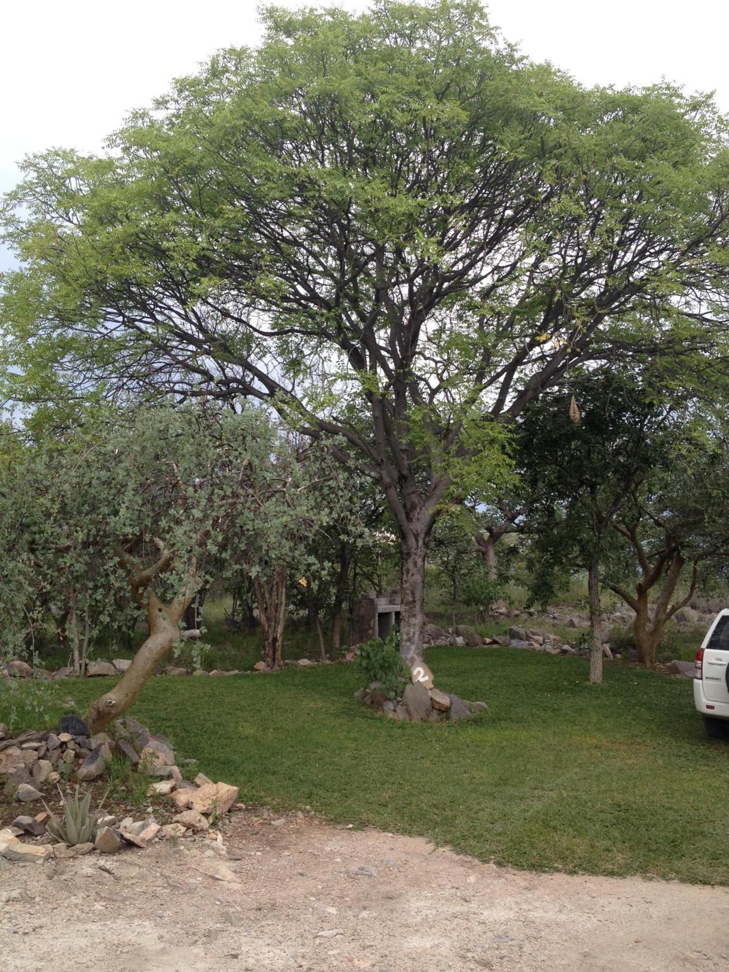 Mondjila Safari Camp Okaukuejo Exterior foto